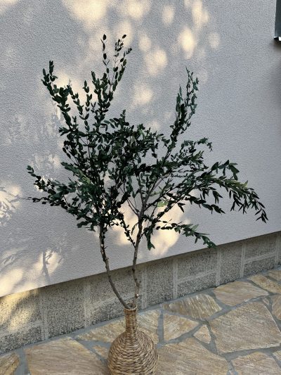 Drvo eukaliptusa gunni - Slika 5