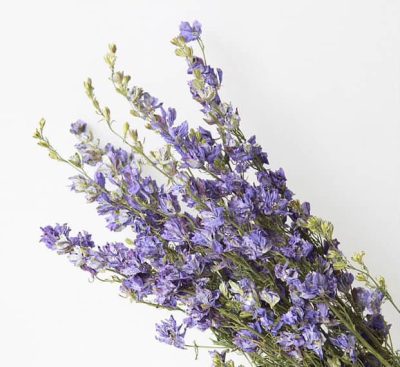 Larkspur - Slika 4