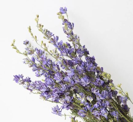 Larkspur - Image 4