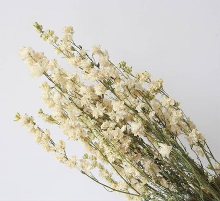 Larkspur - Image 6
