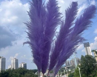 Lila pampas XXL