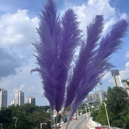 Lila pampas XXL