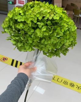 Zelena stabilizovana hortenzija velika
