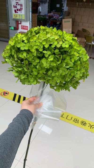 Zelena stabilizovana hortenzija velika - Slika 2