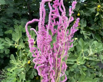 Bordo surovi limonium