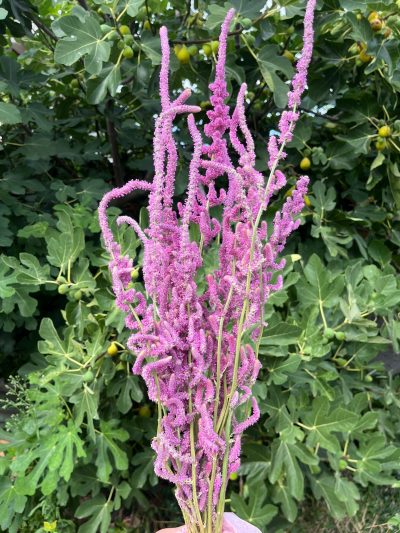 Bordo surovi limonium