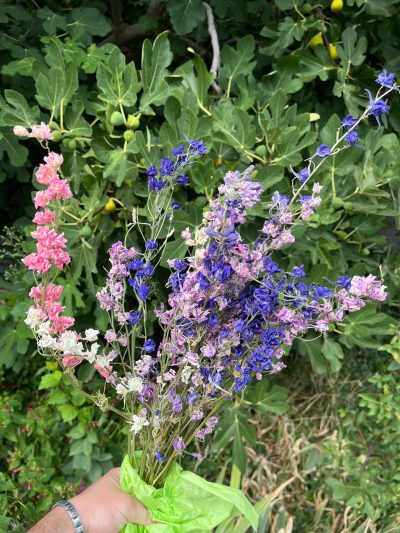 Larkspur - Slika 3
