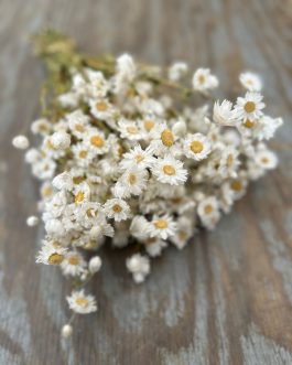 Ammobium alatum