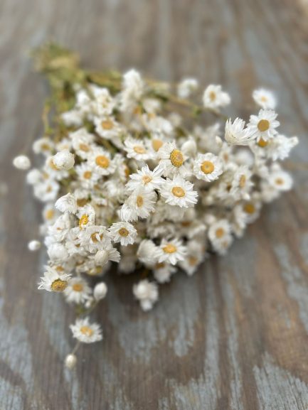 Ammobium alatum
