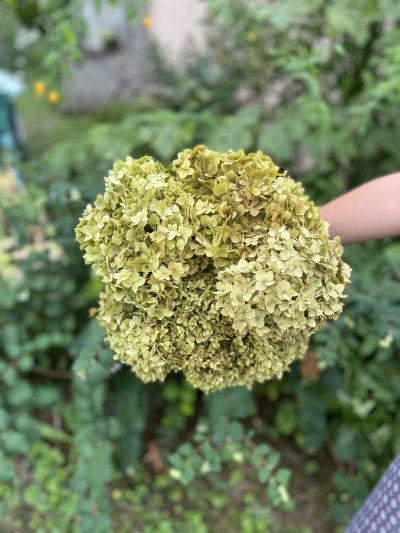 Stabilizovana zelena hortenzija