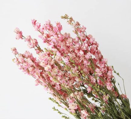 Larkspur - Image 5