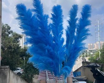 Teget pampas XXL