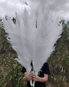 Sterilno beli pampas XXL