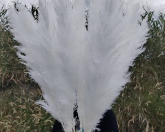 Sterilno beli pampas XXL