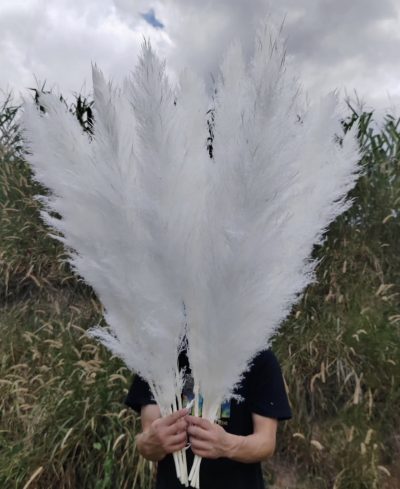 Sterilno beli pampas XXL - Slika 2