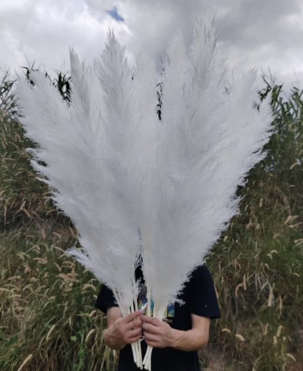 Sterilno beli pampas XXL - Image 2