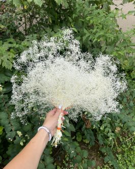 Sterilno bela gipsofila oblak