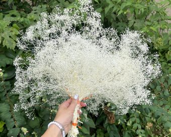 Sterilno bela gipsofila oblak