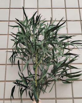 Stabilizovan eukaliptus maslina