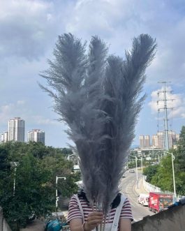 Sivi pampas XXL