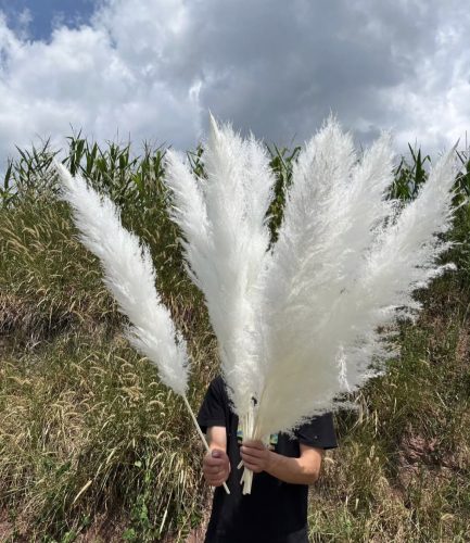 Sterilno beli pampas XXL - Image 3