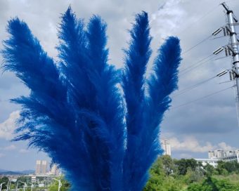 Teget pampas XXL