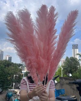 Bebi roze pampas XXL