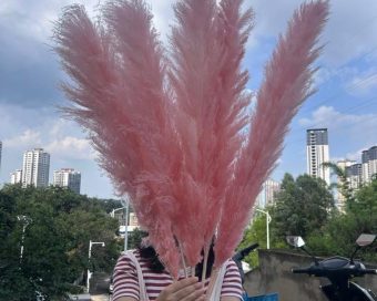 Bebi roze pampas XXL