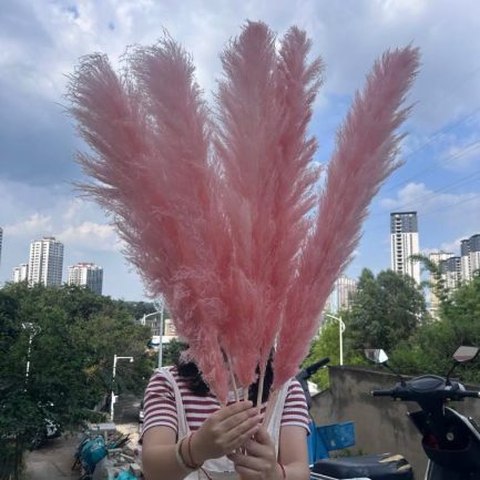 Bebi roze pampas XXL