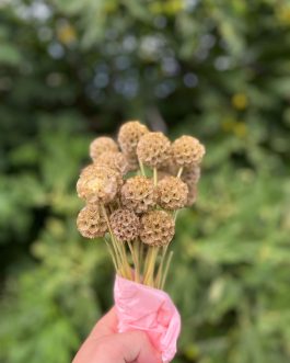 Scabiosa nature