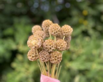 Scabiosa nature