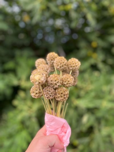 Scabiosa nature