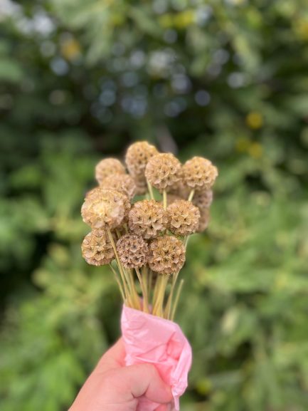 Scabiosa nature