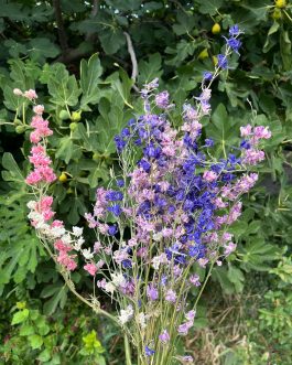 Larkspur