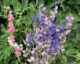 Larkspur
