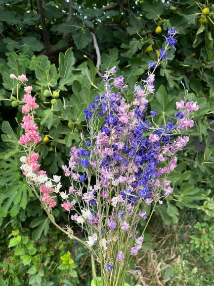 Larkspur - Image 2