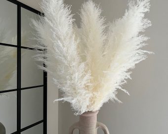 Sterilno beli pampas XXL