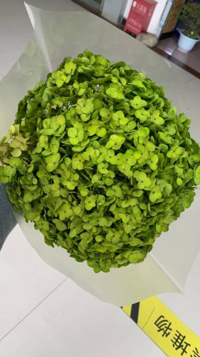 Zelena stabilizovana hortenzija velika