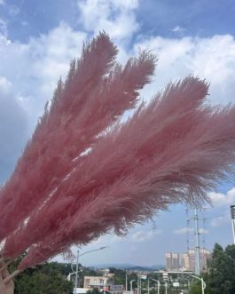 Bebi roze pampas XXL