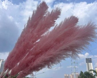 Bebi roze pampas XXL