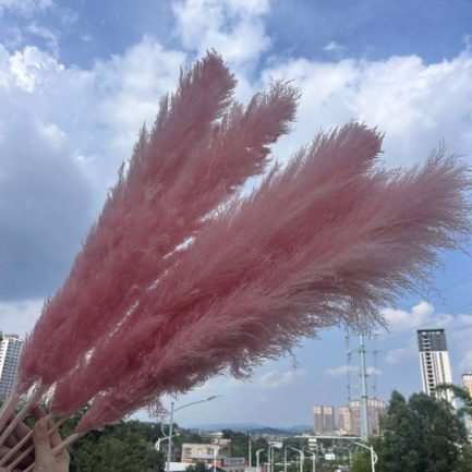 Bebi roze pampas XXL - Image 2