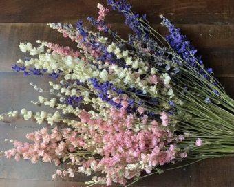 Larkspur