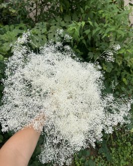 Sterilno bela gipsofila oblak