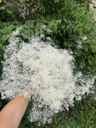 Sterilno bela gipsofila oblak - Slika 2