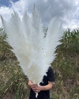 Sterilno beli pampas XXL