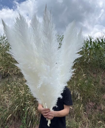 Sterilno beli pampas XXL