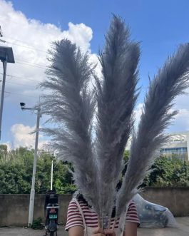 Sivi pampas XXL