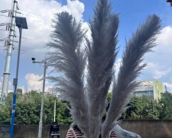Sivi pampas XXL