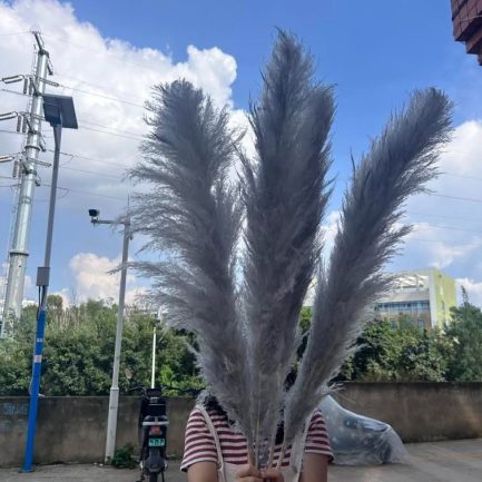 Sivi pampas XXL - Image 2