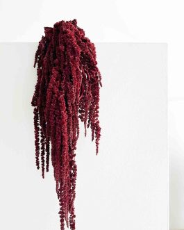 Bordo amarant